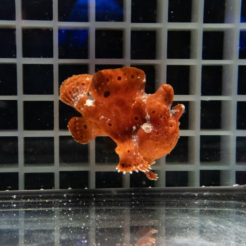 【現物511】イロカエルアンコウ 5.5cm±! 海水魚 カエルアンコウ 15時までのご注文で当日発送
