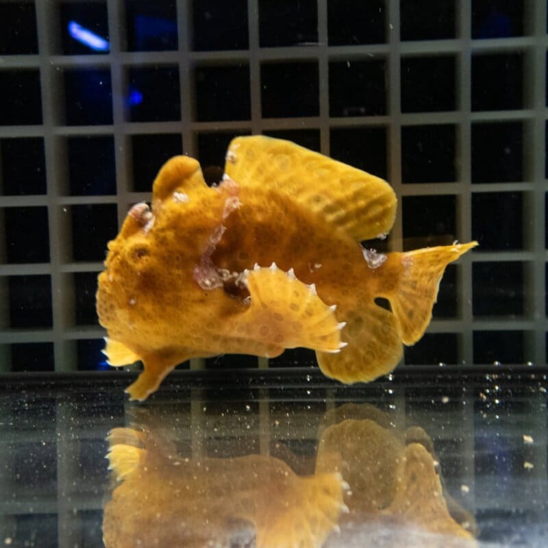 【現物513】イロカエルアンコウ 7cm! 海水魚 アンコウ 15時までのご注文で当日発送