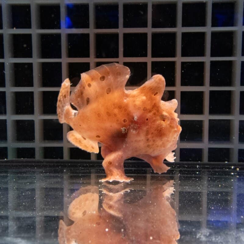 【現物514】イロカエルアンコウ 7.5cm! 海水魚 アンコウ 15時までのご注文で当日発送