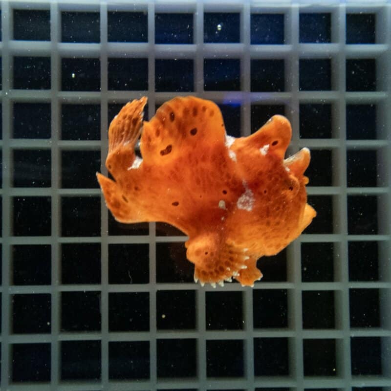 【現物515】イロカエルアンコウ 7cm! 海水魚 アンコウ 15時までのご注文で当日発送
