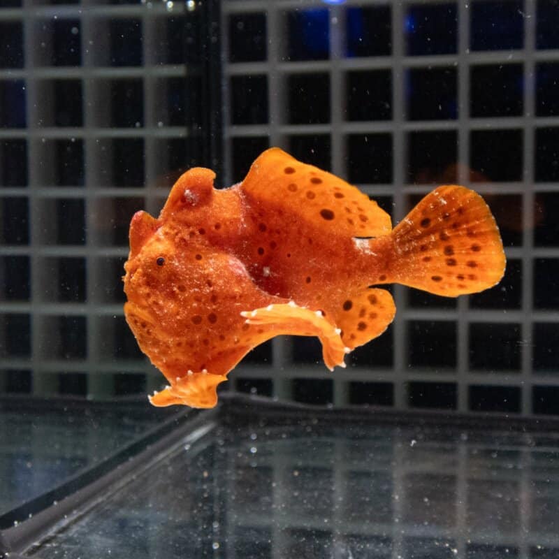 【現物516】イロカエルアンコウ 6cm! 海水魚 アンコウ 15時までのご注文で当日発送