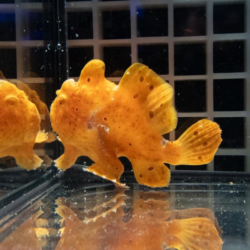【現物517】イロカエルアンコウ 6.5cm! 海水魚 アンコウ 15時までのご注文で当日発送