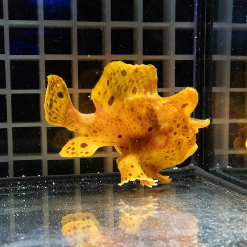 【現物518】イロカエルアンコウ 7cm! 海水魚 アンコウ 15時までのご注文で当日発送