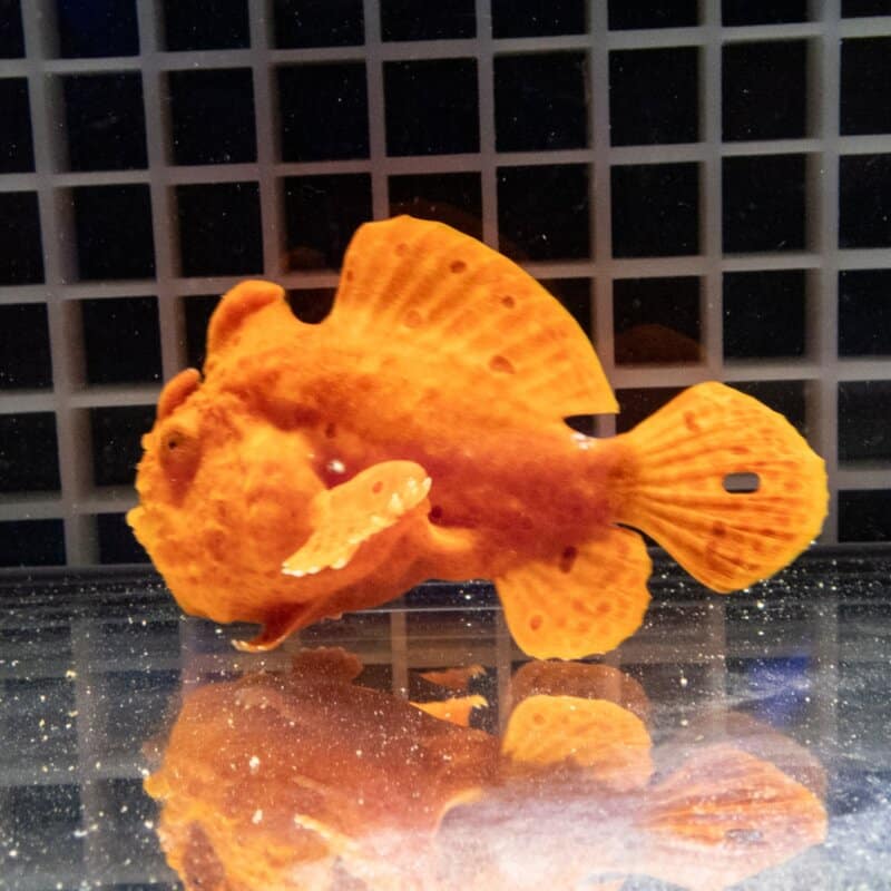 【現物519】イロカエルアンコウ 8cm! 海水魚 アンコウ 15時までのご注文で当日発送【カエルアンコウ】