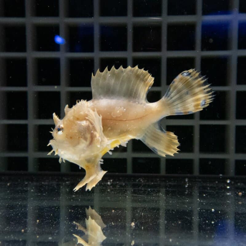 【現物520】ハナオコゼ 5cm 海水魚 アンコウ 15時までのご注文で当日発送【カエルアンコウ】