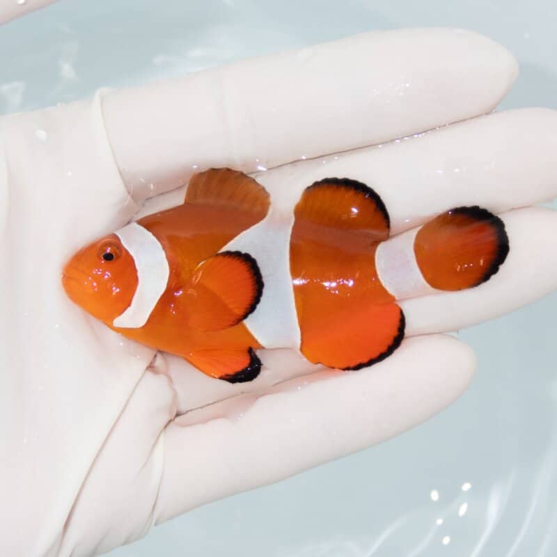 【現物521】カクレクマノミbig 7.5cm± ! wild 海水魚 カクレクマノミ