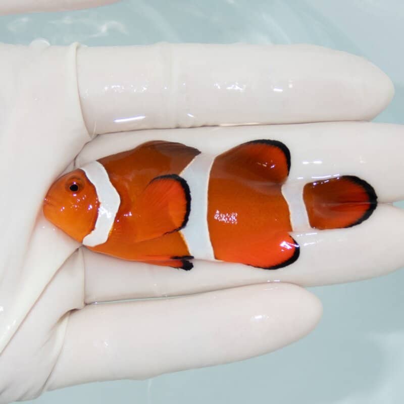 【現物522】カクレクマノミbig 7cm±! wild 海水魚 カクレクマノミ