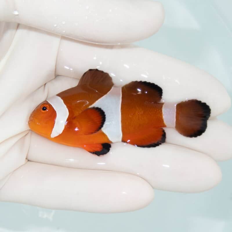 【現物523】カクレクマノミbig 6.8cm± ! wild 海水魚 カクレクマノミ