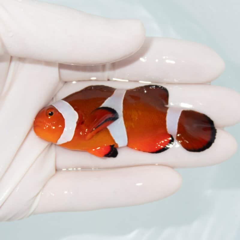 【現物524】カクレクマノミbig 7.5cm± !  wild 海水魚 カクレクマノミ