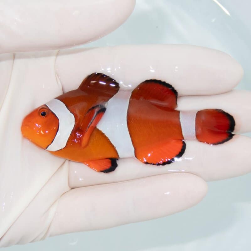 【現物525】カクレクマノミbig 8cm± ! wild 海水魚 カクレクマノミ
