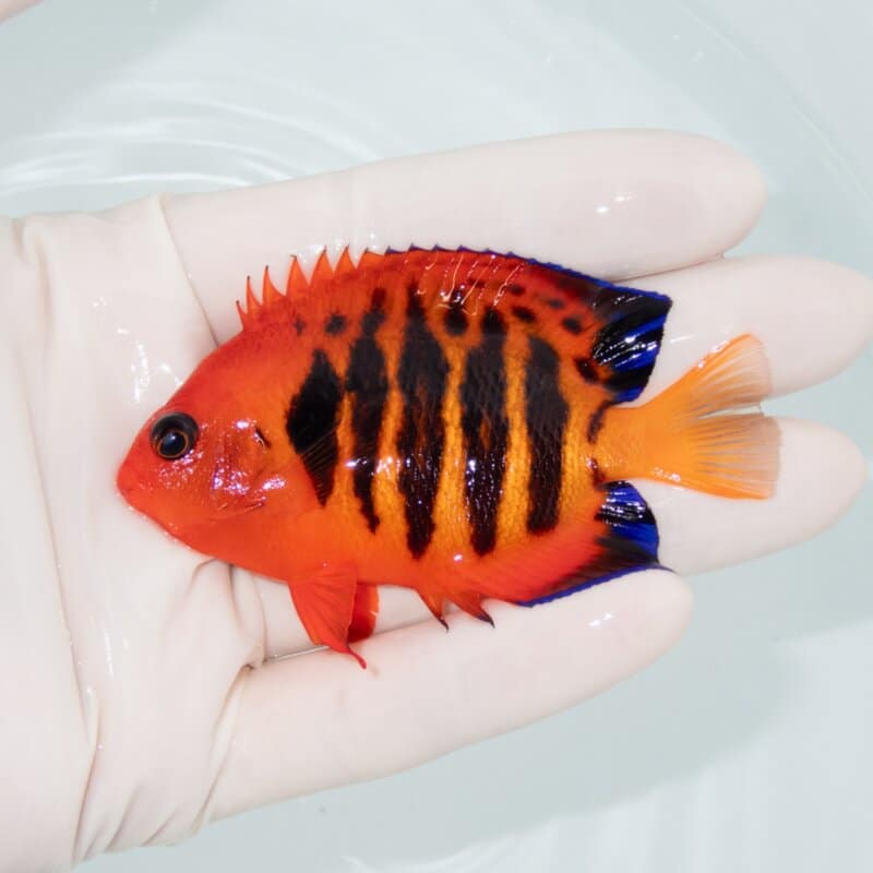 【現物526】フレームエンゼル 8cm!海水魚 ヤッコ 15時までのご注文で当日発送