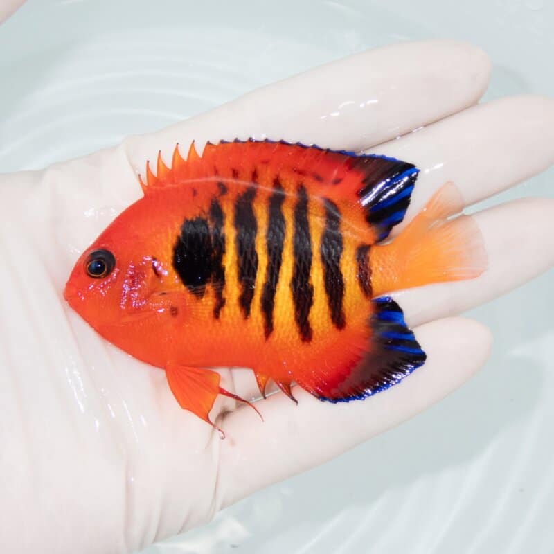 【現物527】フレームエンゼル 8.2cm!海水魚 ヤッコ 15時までのご注文で当日発送