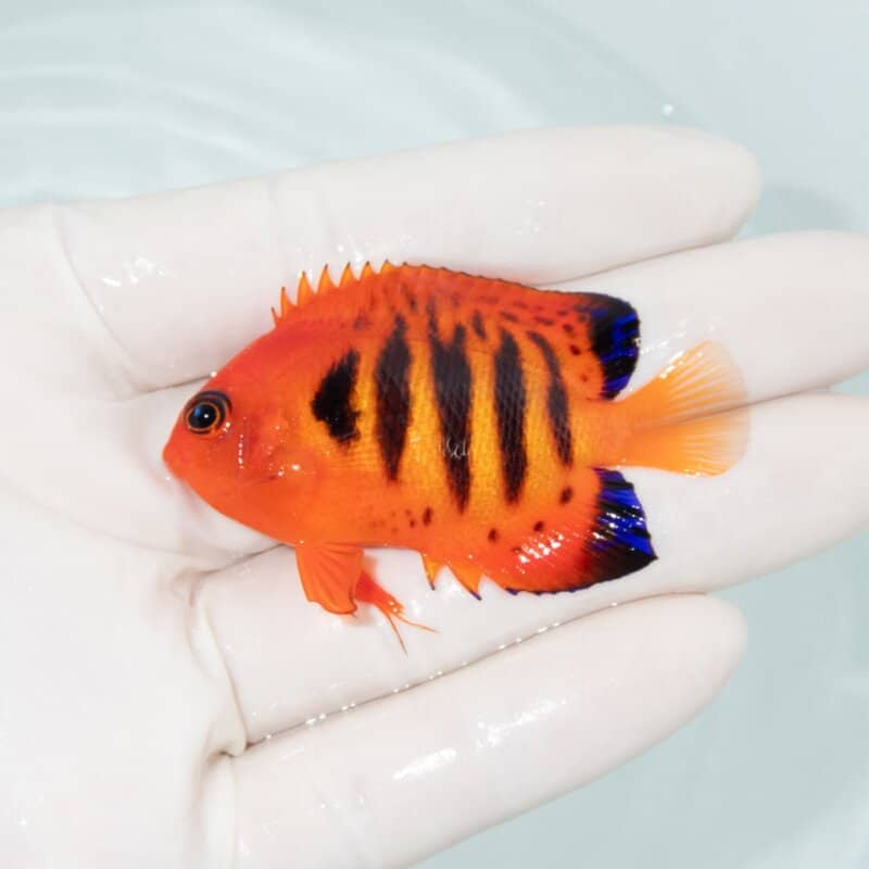 【現物528】フレームエンゼル 6cm!海水魚 ヤッコ 15時までのご注文で当日発送