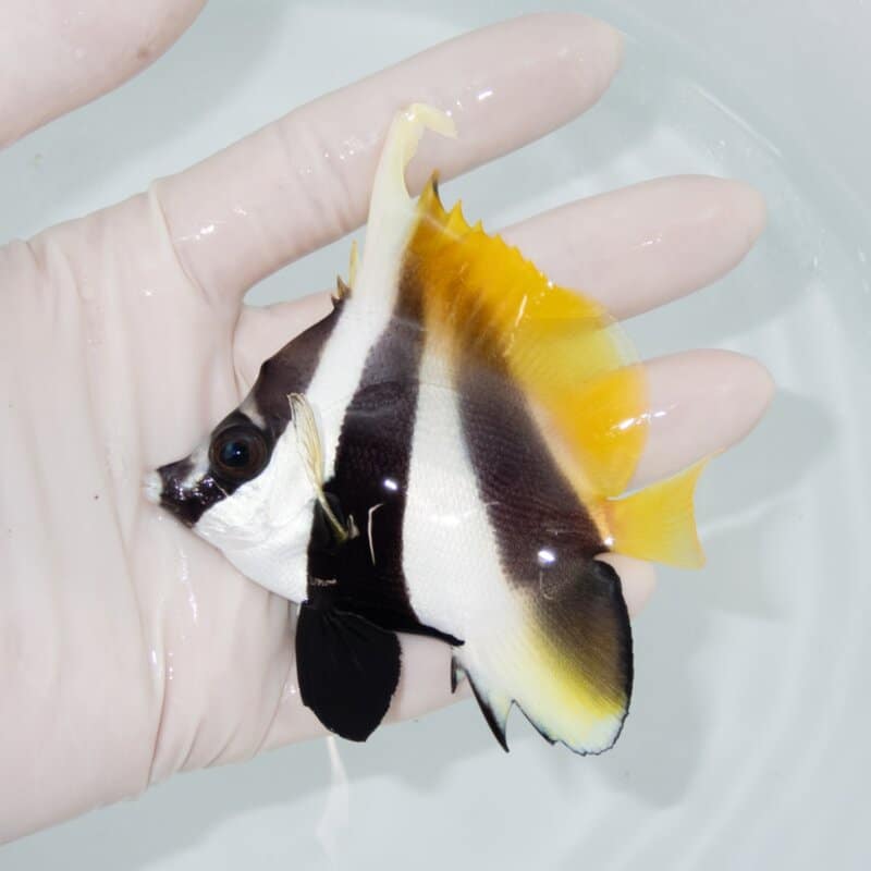 【現物529】ツノ欠けあり オニハタタテダイ 8.5cm±!チョウチョウウオ 海水魚 生体 15時までのご注文で当日発送