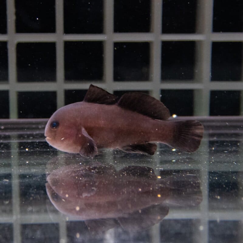 ニードルスパインコーラルゴビー 2-3cm! 海水魚 ハゼ 15時までのご注文で当日発送