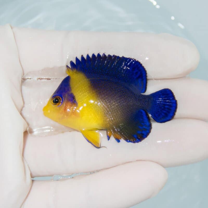 【現物531】スミレヤッコ 5cm±! 海水魚 ヤッコ 15時までのご注文で当日発送