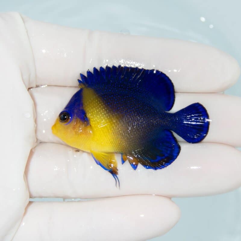 【現物532】スミレヤッコ 5cm±! 海水魚 ヤッコ 15時までのご注文で当日発送