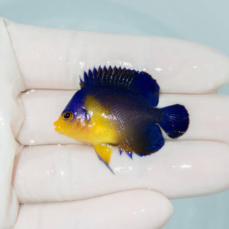 【現物533】スミレヤッコ 4cm±! 海水魚 ヤッコ 15時までのご注文で当日発送