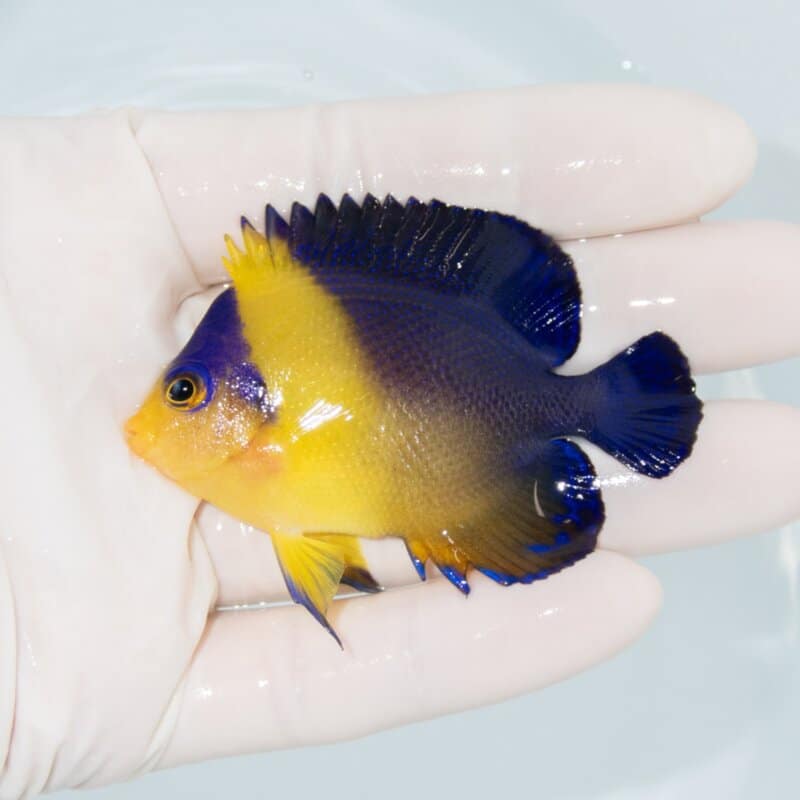【現物534】スミレヤッコ 6.7cm±! 海水魚 ヤッコ 15時までのご注文で当日発送