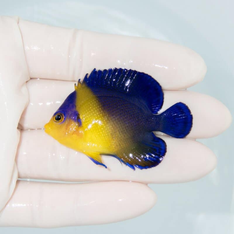 【現物535】スミレヤッコ 5.3cm±! 海水魚 ヤッコ 15時までのご注文で当日発送