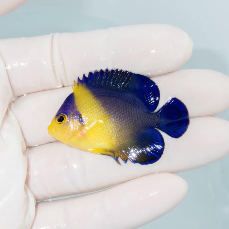 【現物537】スミレヤッコ 4.5cm±! 海水魚 ヤッコ 15時までのご注文で当日発送