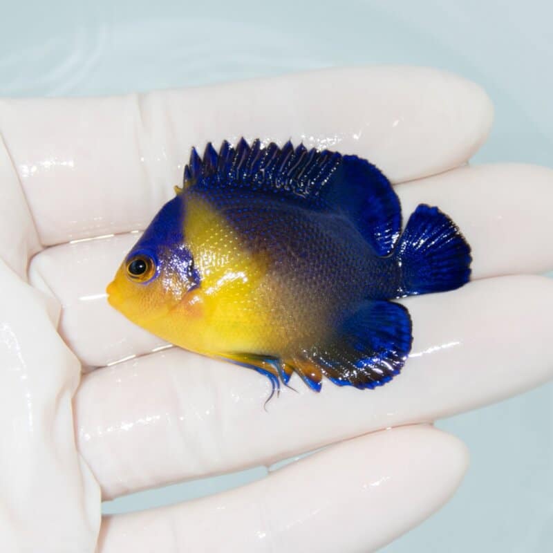 【現物538】スミレヤッコ 5cm±! 海水魚 ヤッコ 15時までのご注文で当日発送