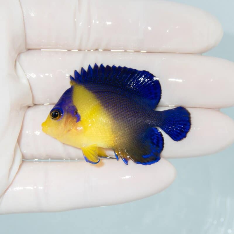 【現物539】スミレヤッコ 4.7cm±! 海水魚 ヤッコ 15時までのご注文で当日発送