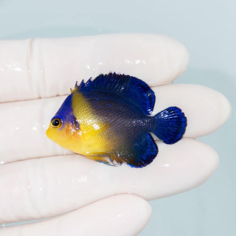 【現物540】スミレヤッコ 4.2cm±! 海水魚 ヤッコ 15時までのご注文で当日発送