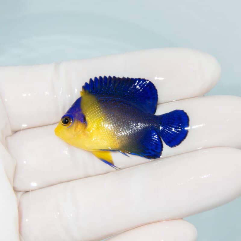 【現物541】スミレヤッコ 4cm±! 海水魚 ヤッコ 15時までのご注文で当日発送