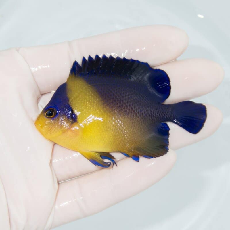 【現物542】スミレヤッコ 7cm±! 海水魚 ヤッコ 15時までのご注文で当日発送