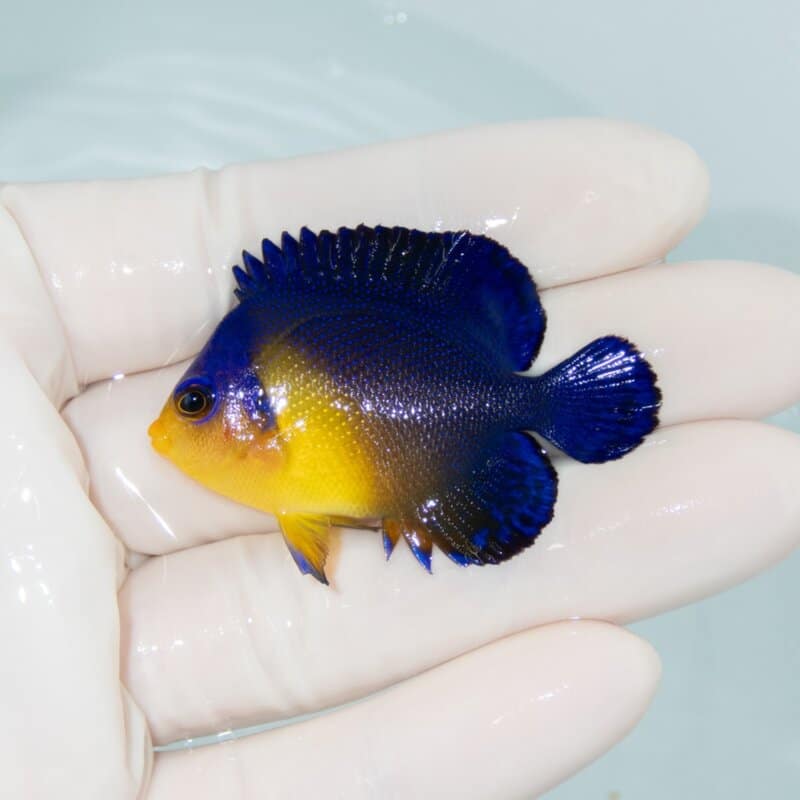 【現物543】スミレヤッコ 5cm±! 海水魚 ヤッコ 15時までのご注文で当日発送