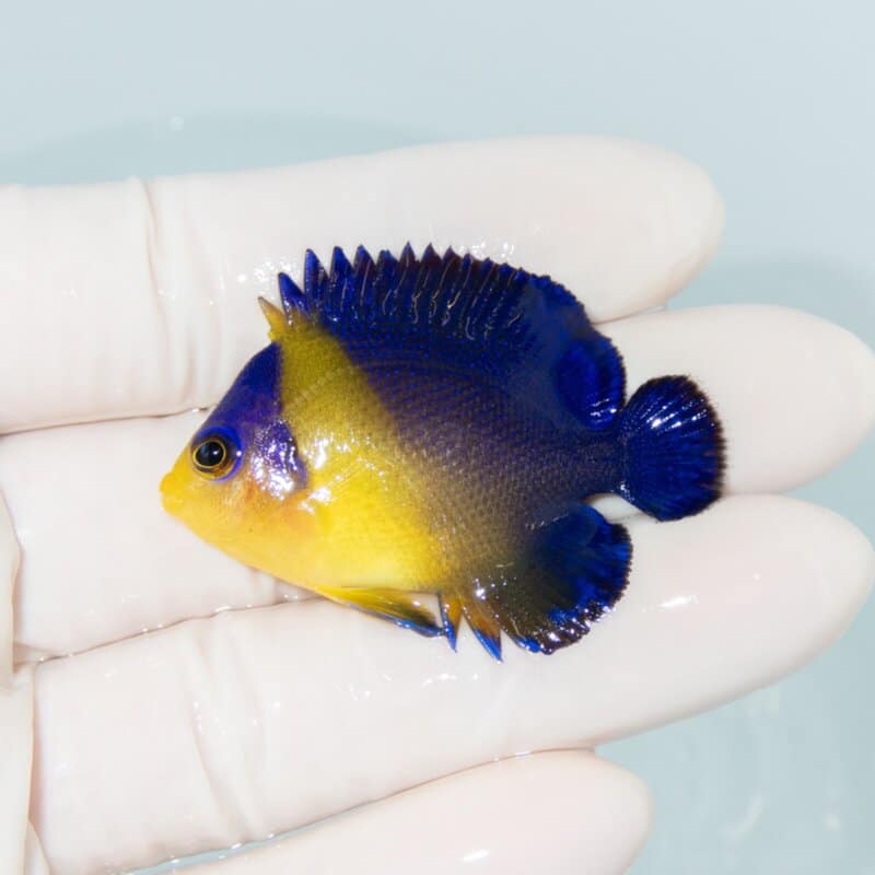 【現物544】スミレヤッコ 4.5cm±! 海水魚 ヤッコ 15時までのご注文で当日発送