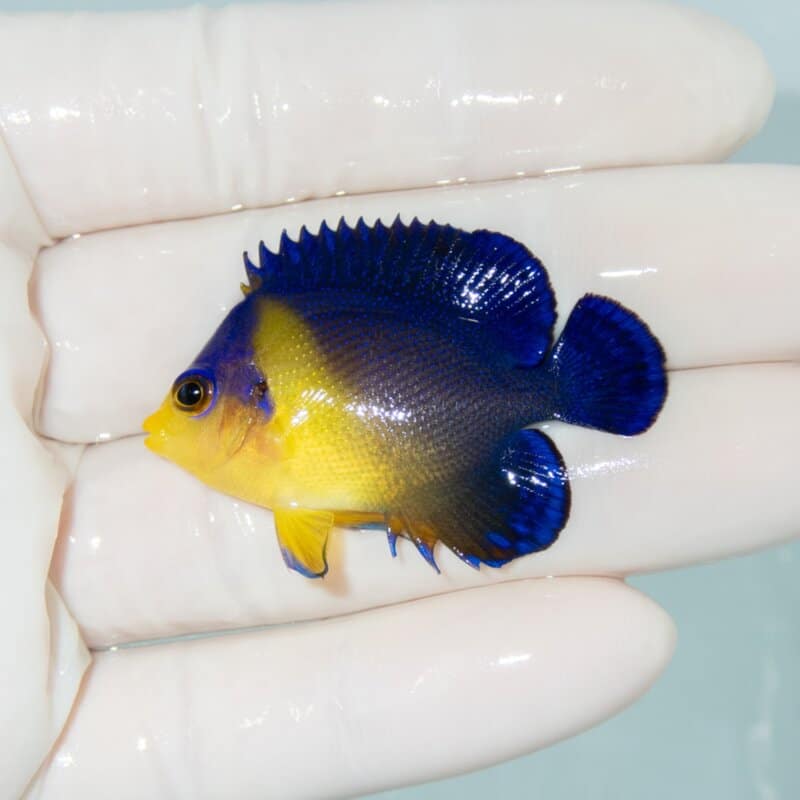【現物545】スミレヤッコ 4.5cm±! 海水魚 ヤッコ 15時までのご注文で当日発送