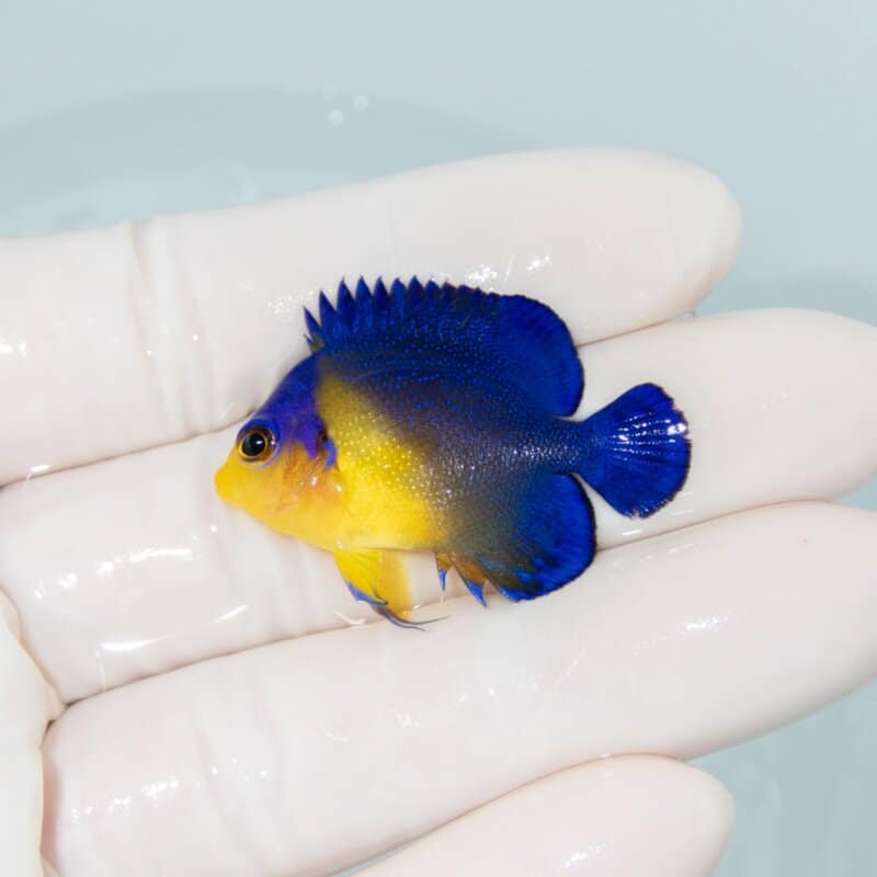 【現物546】スミレヤッコ 3.7cm±! 海水魚 ヤッコ 15時までのご注文で当日発送