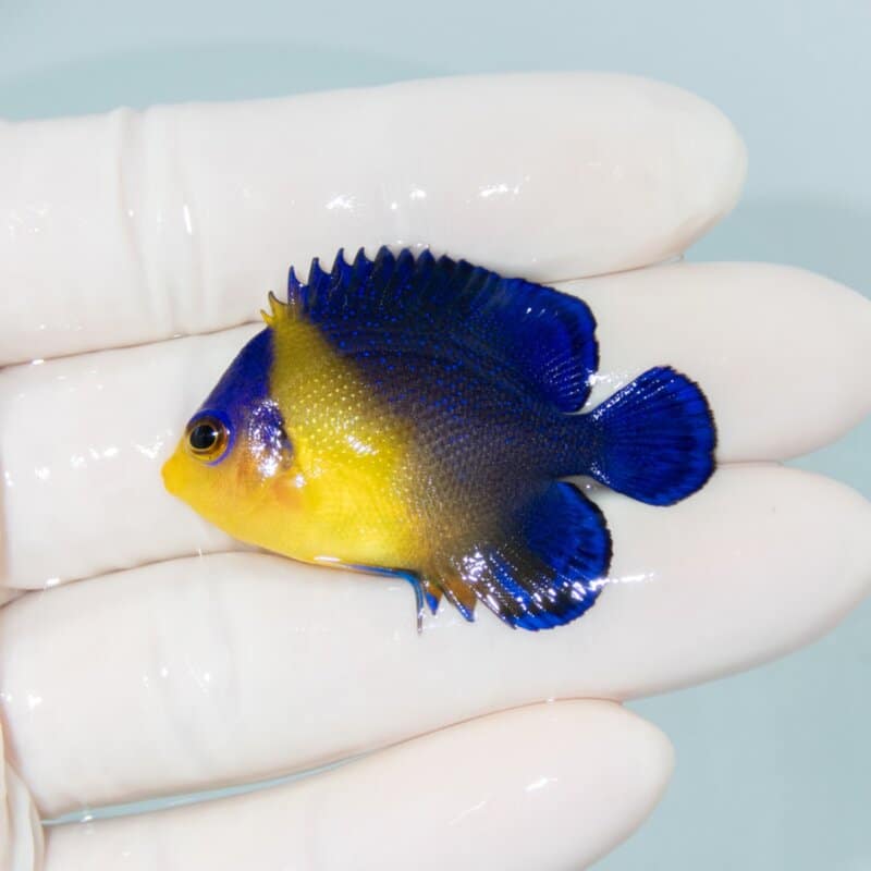 【現物547】スミレヤッコ 4.5cm±! 海水魚 ヤッコ 15時までのご注文で当日発送