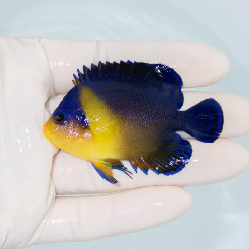 【現物548】スミレヤッコ 6.5cm±! 海水魚 ヤッコ 15時までのご注文で当日発送