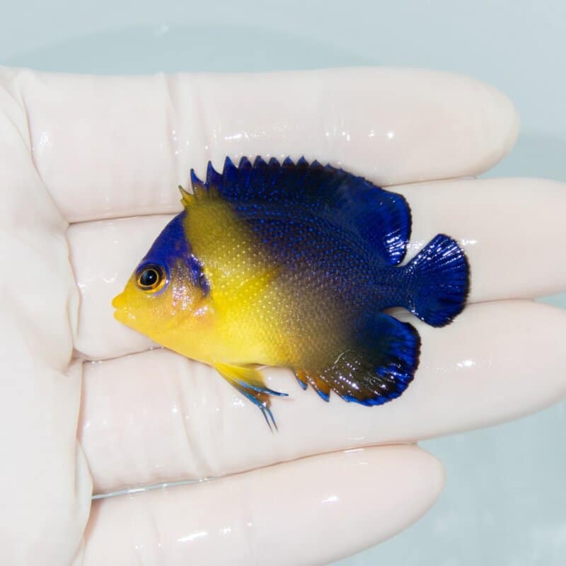【現物549】スミレヤッコ 5cm±! 海水魚 ヤッコ 15時までのご注文で当日発送