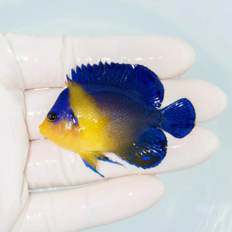 【現物550】スミレヤッコ 5.7cm±! 海水魚 ヤッコ 15時までのご注文で当日発送