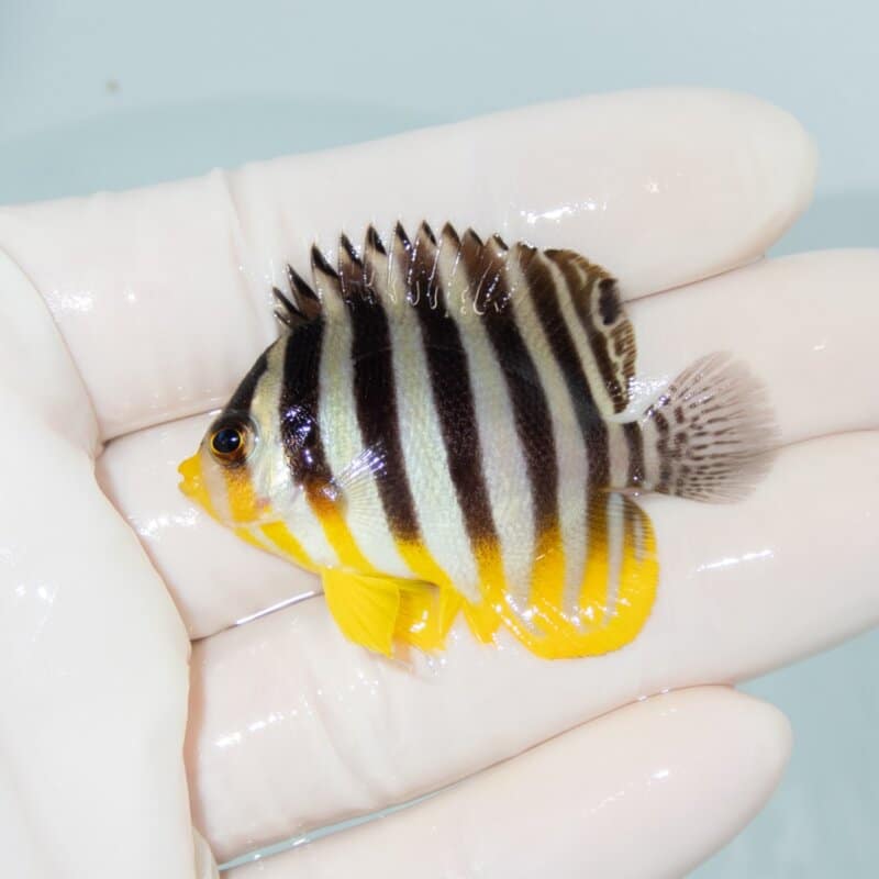 【現物551】シマヤッコ 5cm±! 海水魚 生体 15時までのご注文で当日発送