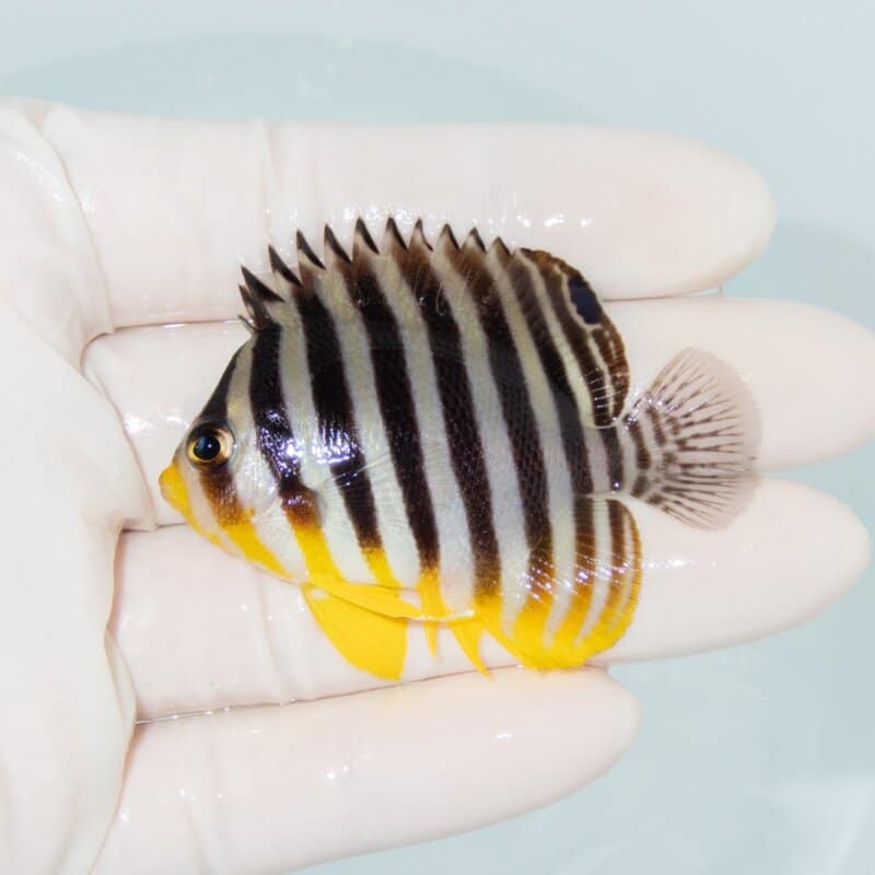 【現物552】シマヤッコ 5.7cm±! 海水魚 生体 15時までのご注文で当日発送
