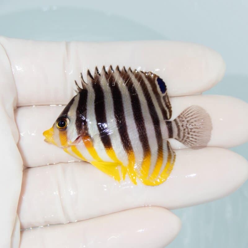 【現物553】シマヤッコ 4.7cm±! 海水魚 生体 15時までのご注文で当日発送
