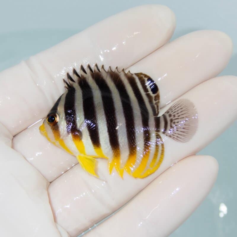 【現物554】シマヤッコ 5cm±! 海水魚 生体 15時までのご注文で当日発送