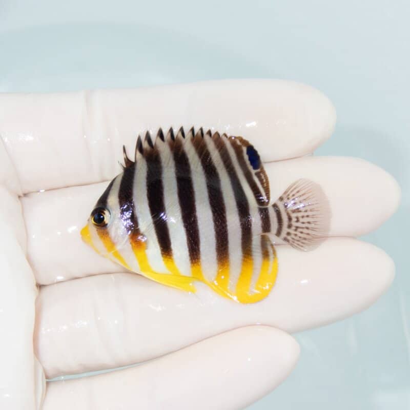 【現物555】シマヤッコ 4.7cm±! 海水魚 生体 15時までのご注文で当日発送