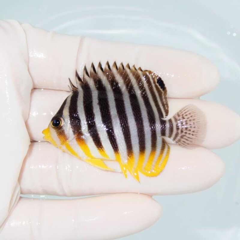 【現物556】シマヤッコ 5.5cm±! 海水魚 生体 15時までのご注文で当日発送