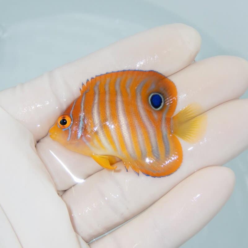 【現物557】ニシキヤッコ 5cm±! 海水魚 ヤッコ 15時までのご注文で当日発送