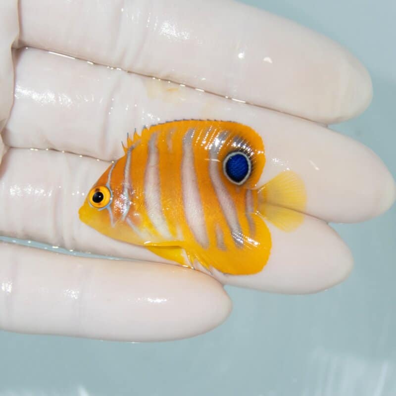 【現物558】ニシキヤッコ 4.2cm±! 海水魚 ヤッコ 15時までのご注文で当日発送
