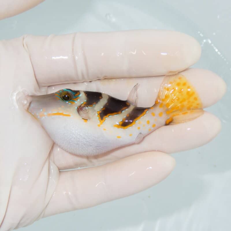 【現物559】ハナキンチャクフグ 7cm± ! 海水魚 フグ 15時までのご注文で当日発送