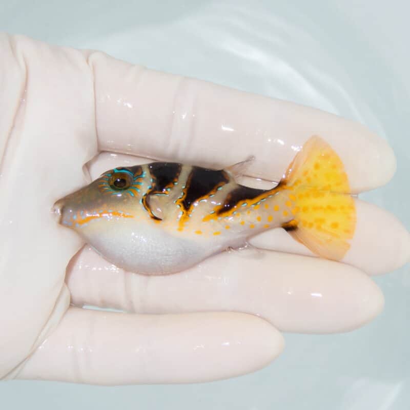 【現物560】ハナキンチャクフグ 6.5cm±! 海水魚 15時までのご注文で当日発送