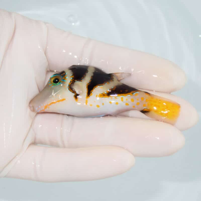 【現物561】ハナキンチャクフグ 7.5cm±! 海水魚 15時までのご注文で当日発送