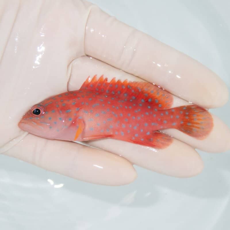 【現物562】ユカタハタ 8.5cm± !海水魚 生体 15時までのご注文で当日発送